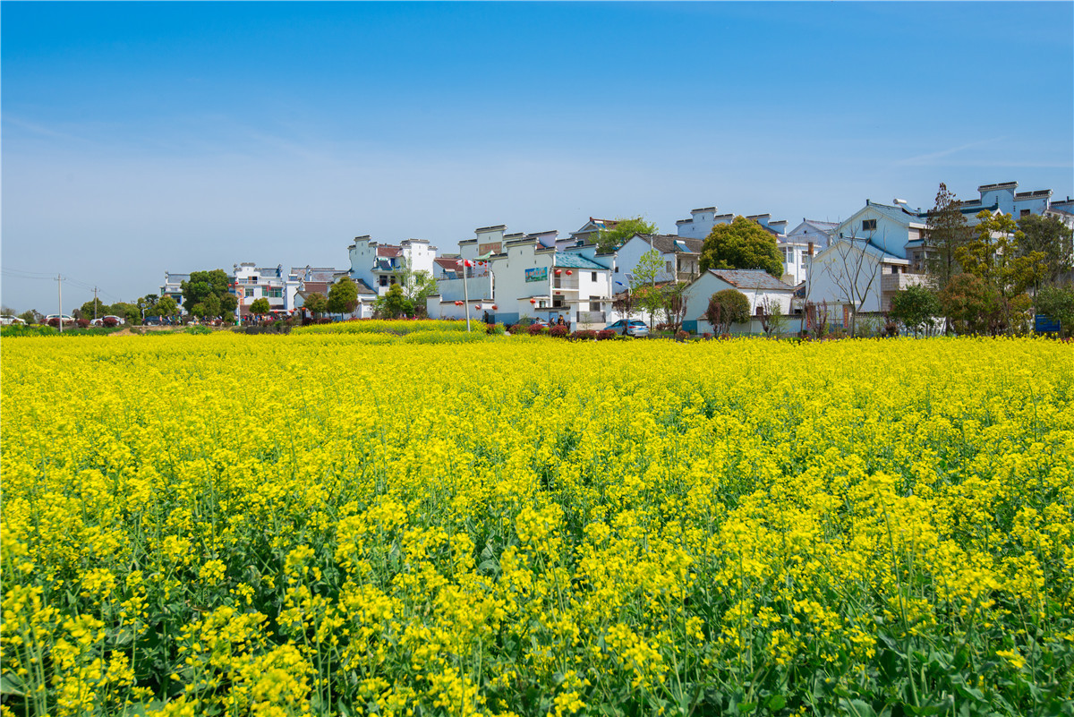 江苏 最神秘的油菜花地,自然少不了 中国 首个国际慢城—— 高淳