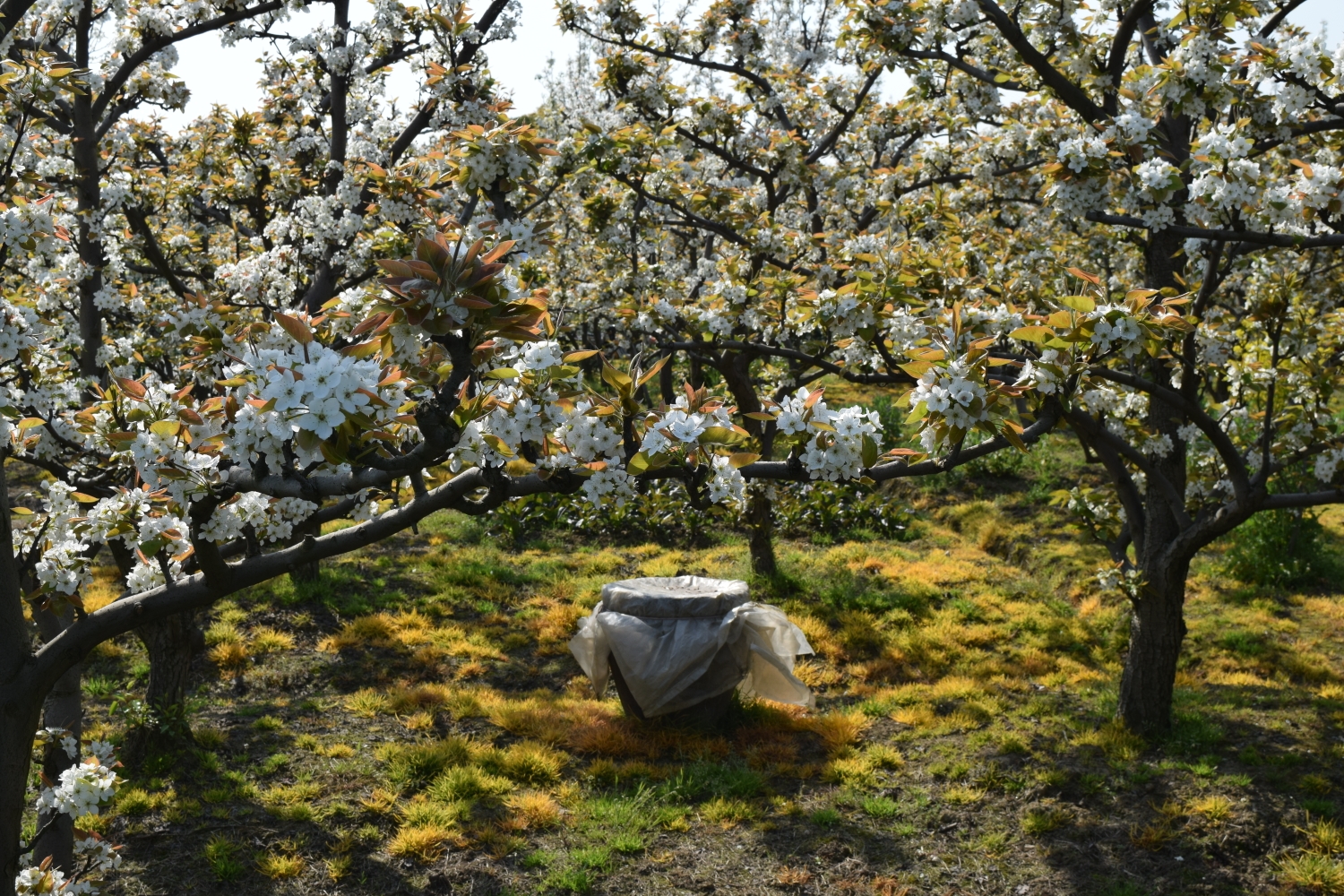 树山梨花节