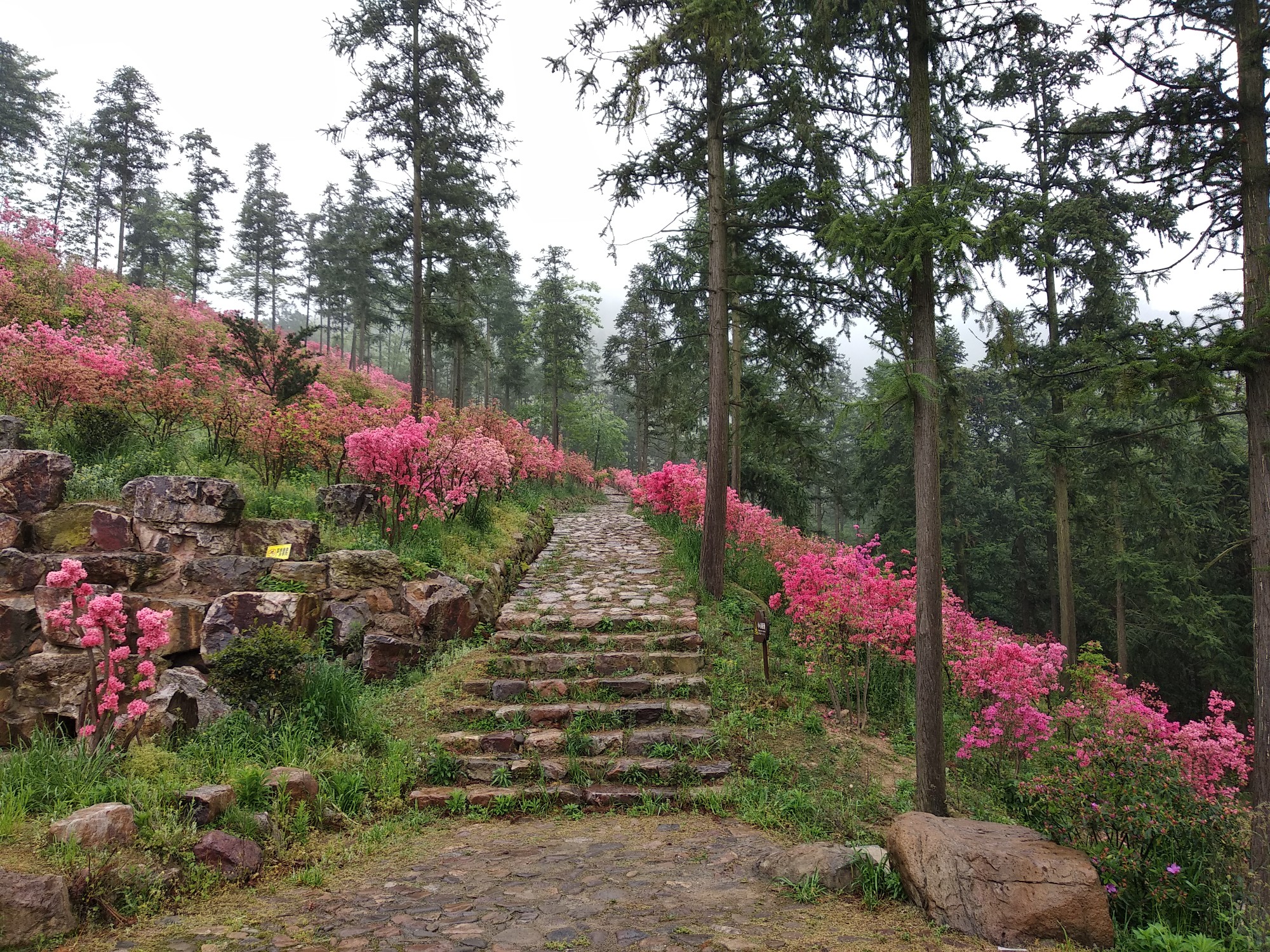 城山古道:杜鹃花开映山红,长兴自助游攻略 - 马蜂窝