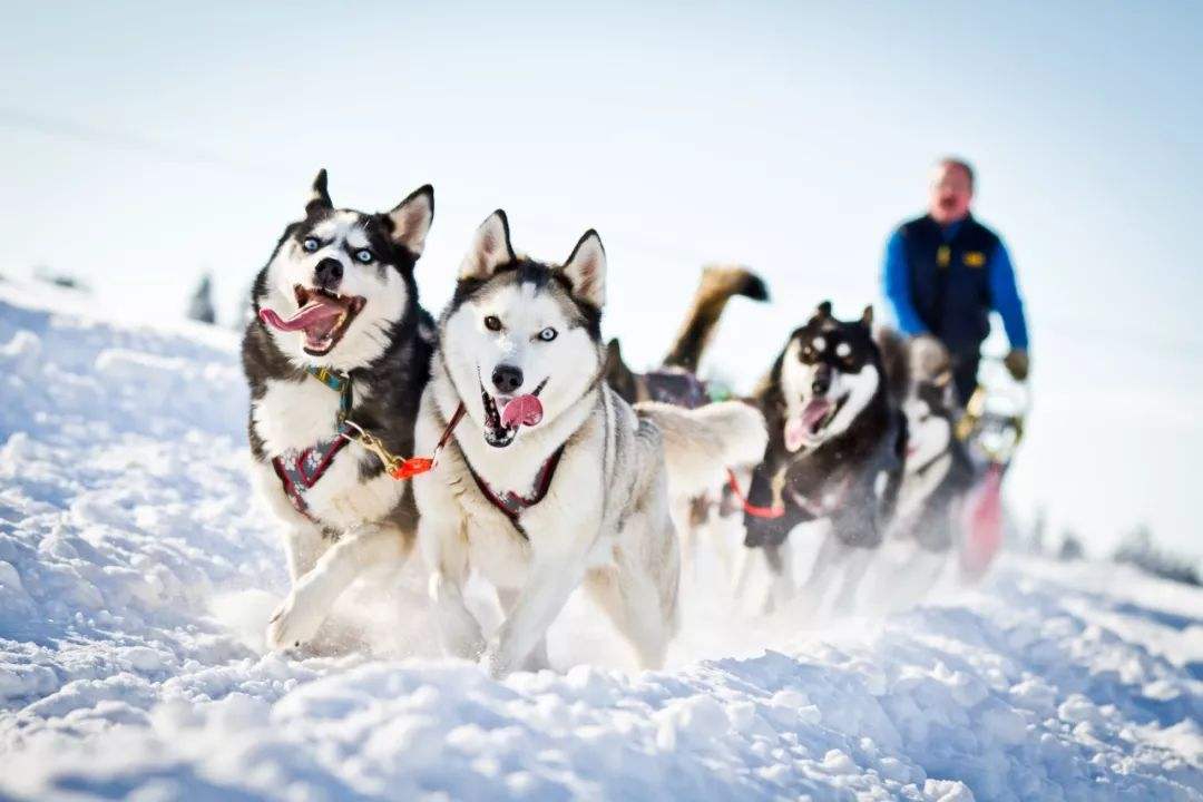 冰雪时光 狗拉雪橇 圣诞老人村 vr极地夜火车 雪地摩托 西贝柳斯公园)