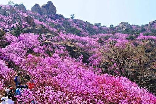 山东青岛 大珠山景区门票一日电子票