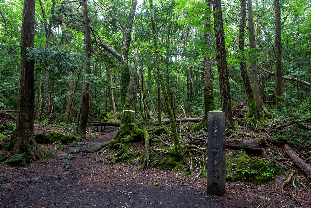 青木原树海