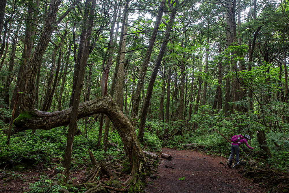 青木原树海,穿越自杀森林 富士山真容