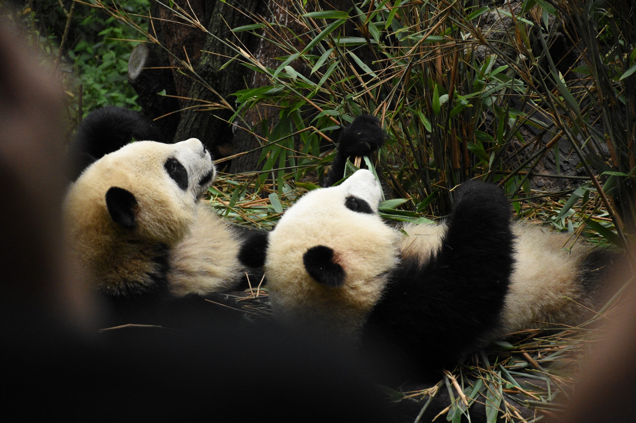 成都大熊猫生态园旅游博物馆    