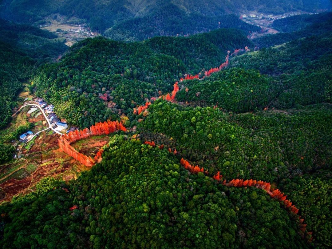 层林尽染,五彩缤纷的龙栖山自然保护区