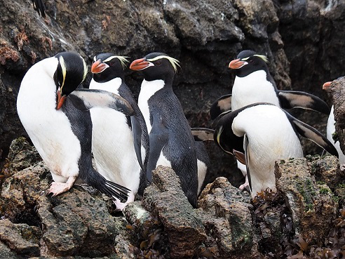 这里拥有独有的斯岛黄眉企鹅(snares crested penguin),斯岛大山雀和