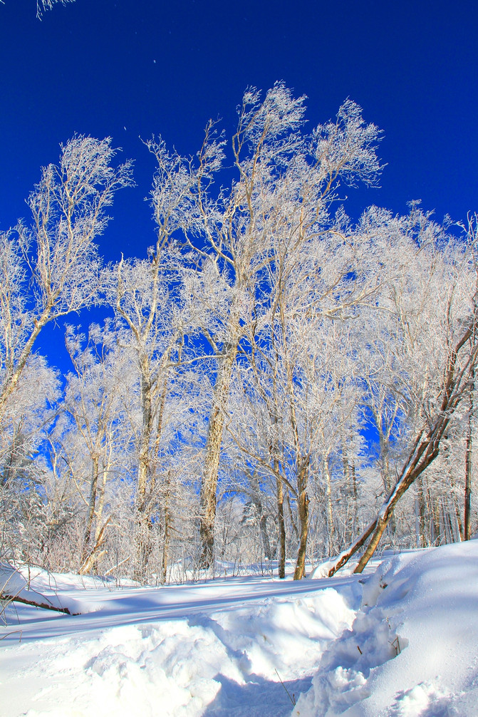 羊草山--山上美景(林海雪原)