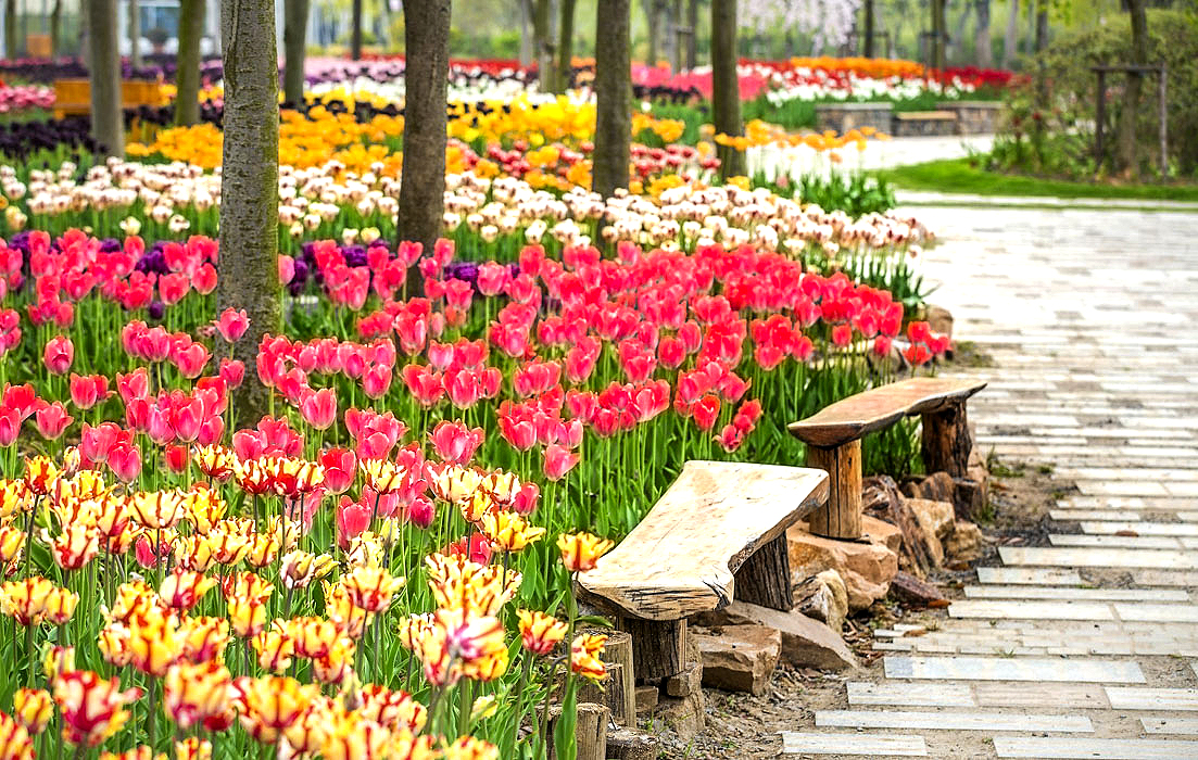 南京溧水三叶梦华苑被誉为中国版布查特花园面积大百倍三月起樱花