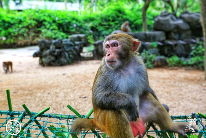 冬季的海南,周末到猴岛看看海,这里是旅拍的好地方