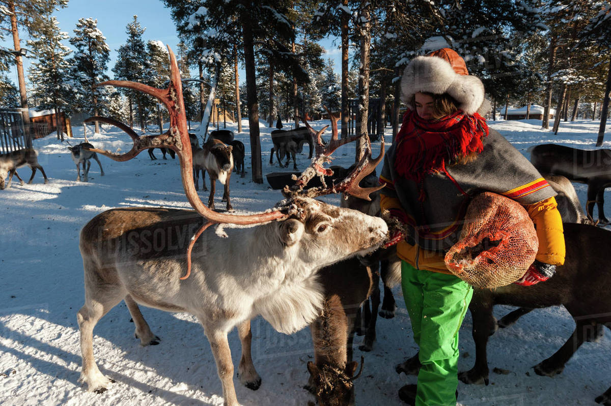 芬兰举办驯鹿锦标赛 驯鹿拉主人雪地狂奔_滑雪板