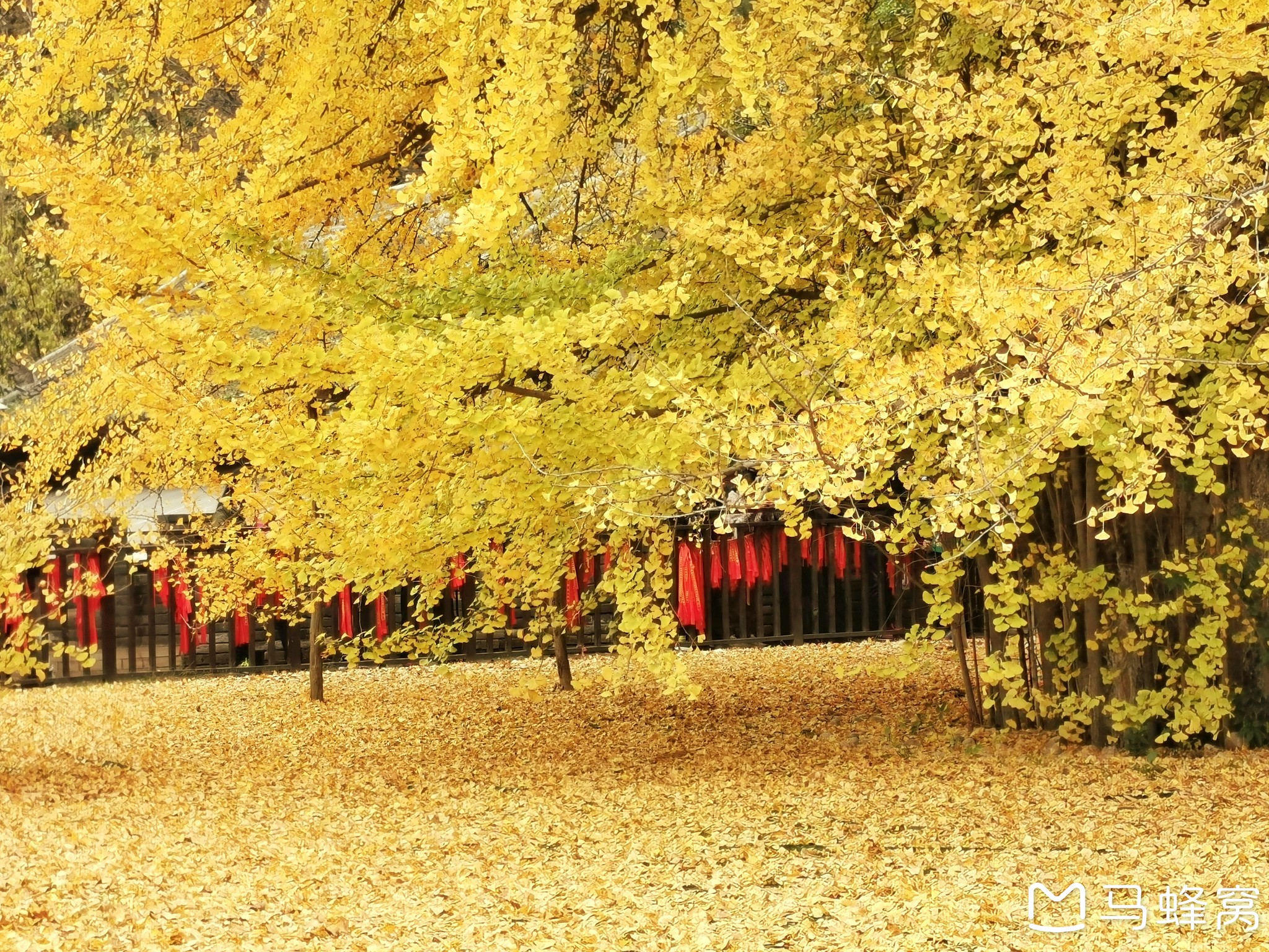 古观音禅寺         