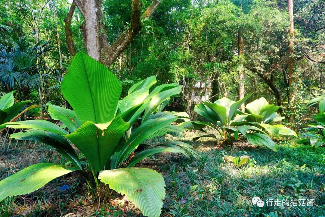 中科院西双版纳热带植物园,来看奇花异草 热带雨林
