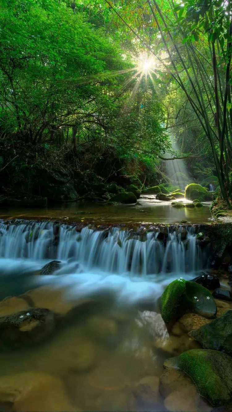 温暖的阳光透过林间洒在清澈的溪水上,叮咚的泉水欢快跃下山涧