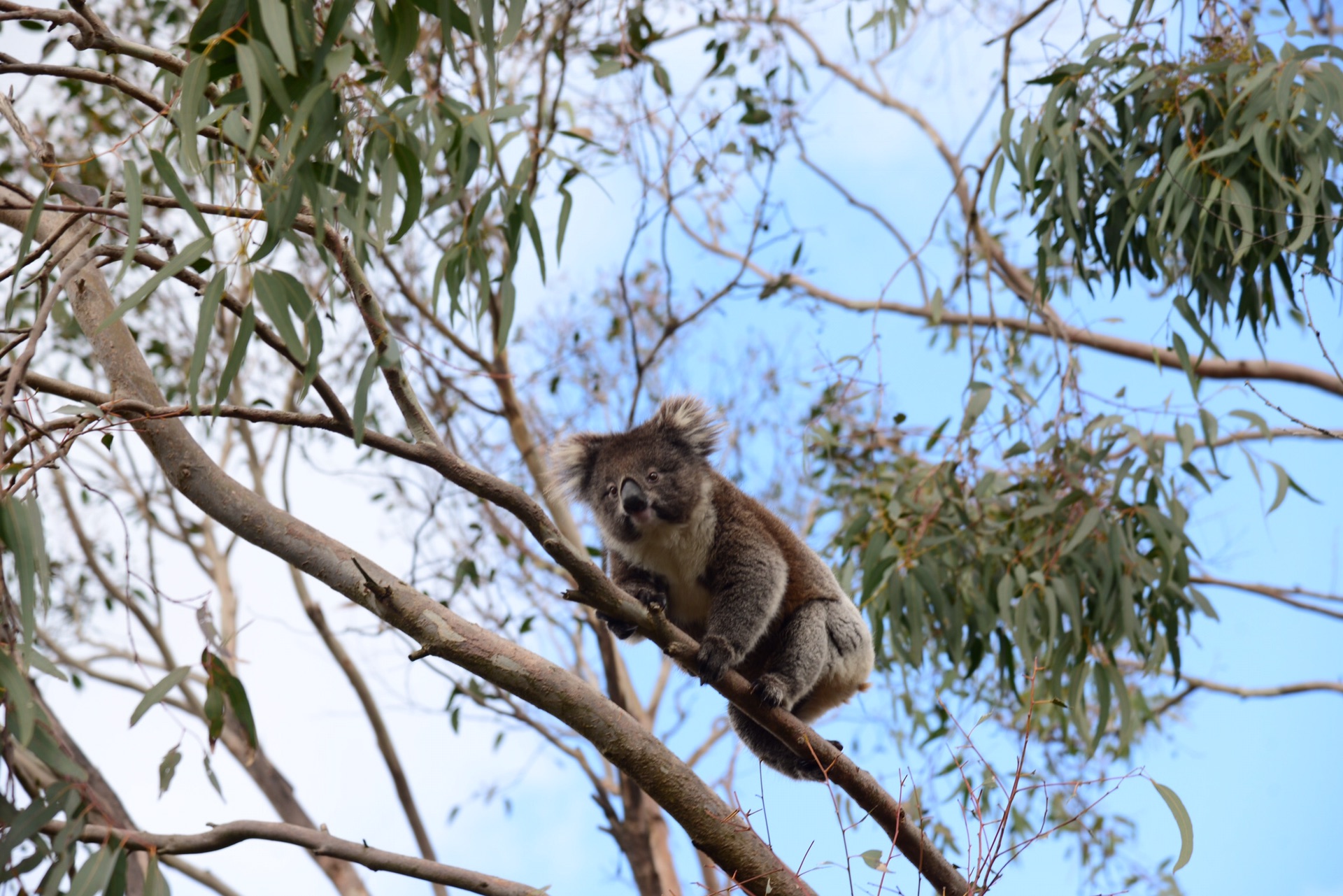 阿德莱德自由行_游记