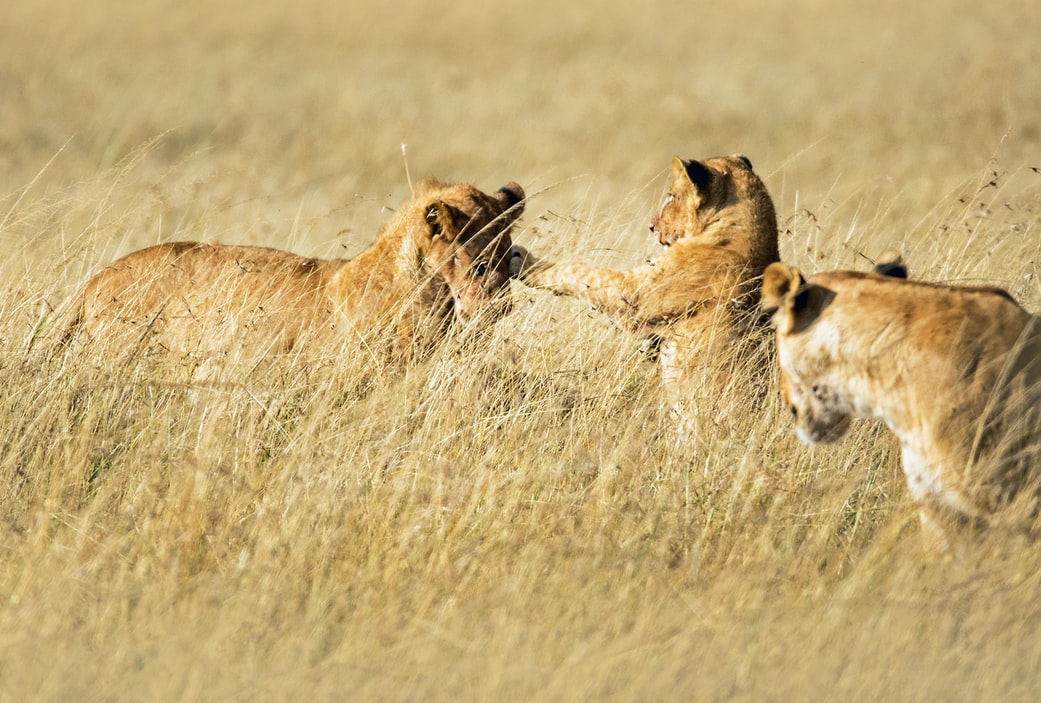 从《动物世界》到《王朝》,走进纪录片中的壮美非洲