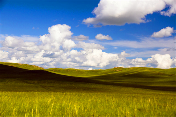 如今的呼伦贝尔大草原上,放牧的牛羊群依然很多,成了一道道美丽的风景