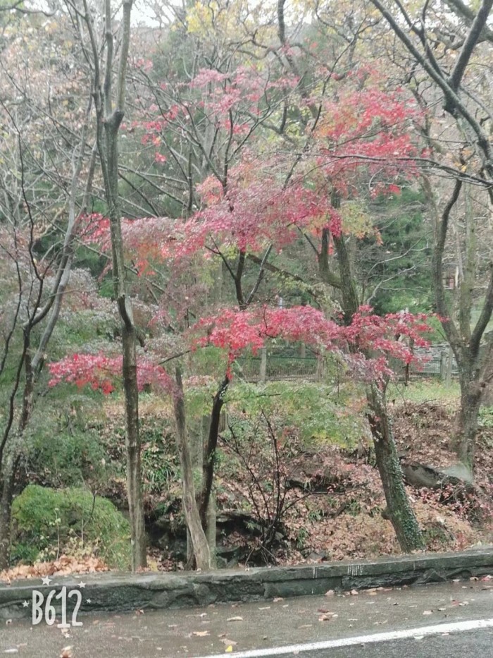 2019年庐山枫叶什么时候红?哪个时间最好看?想去赏秋 !