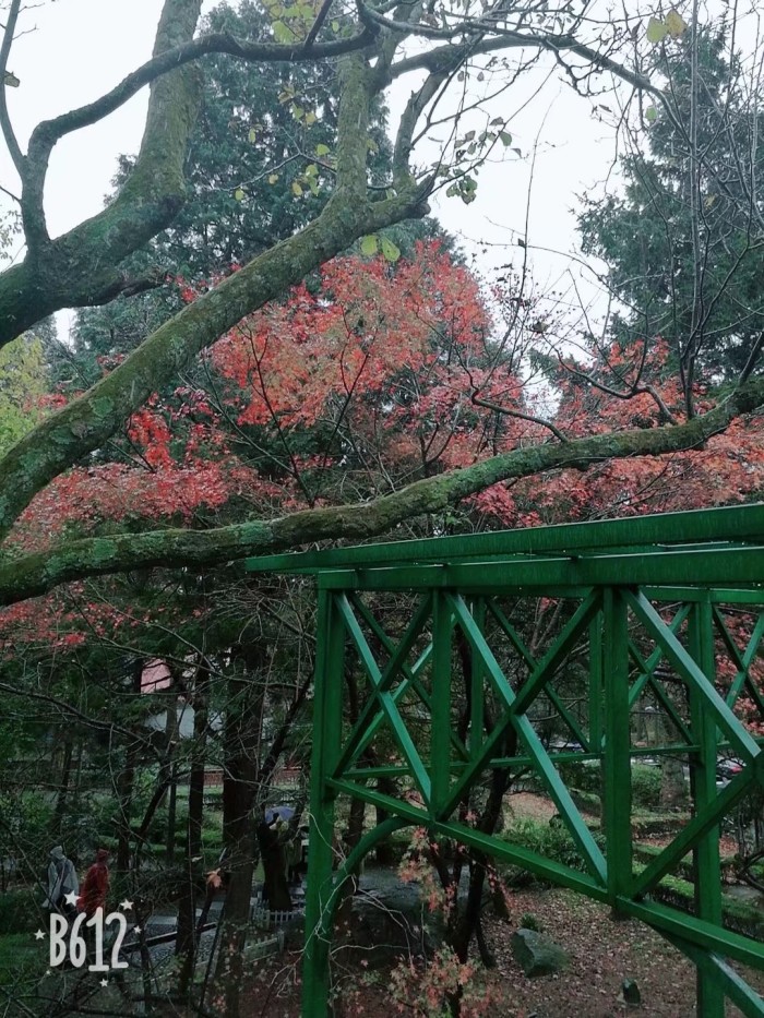 2019年庐山枫叶什么时候红?哪个时间最好看?想去赏秋 !