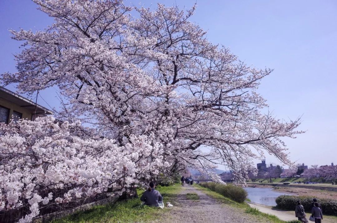 京都最美樱花全攻略! 这10个地方千万不能错过