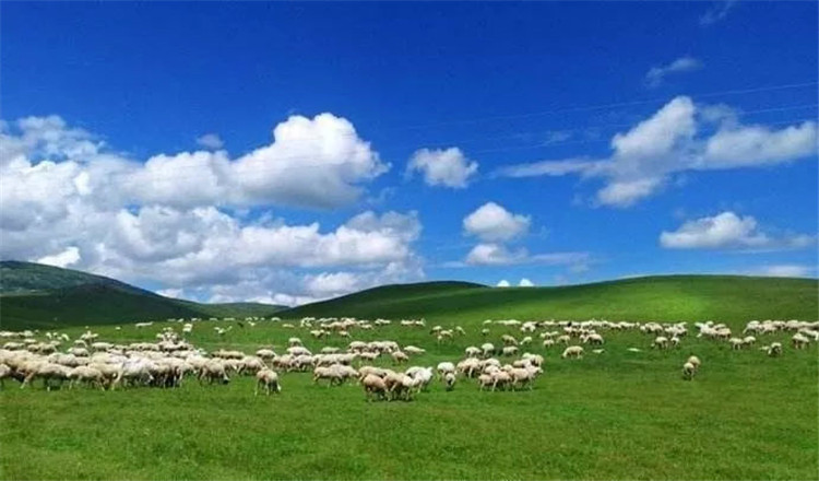 呼和浩特出发希拉穆仁大草原包车一日游无拘无束可接机接酒店纯玩无