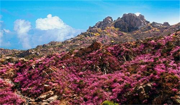 青岛珠山国家森林公园景区门票电子票