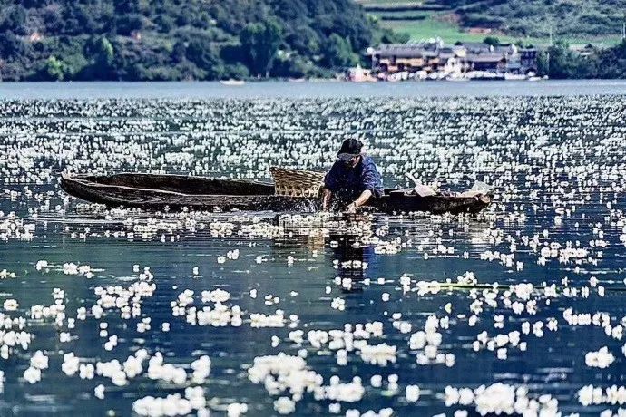 泸沽湖水性杨花绽放的时节,满城春色半湖花开