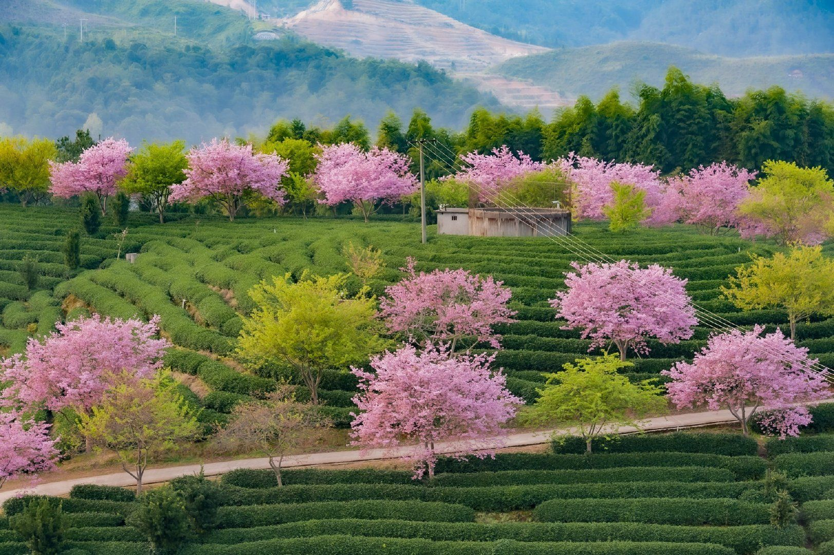 樱花谷 南涧土林 巍山古城纯玩2日游(春天醉先到来的地方 住进风景里