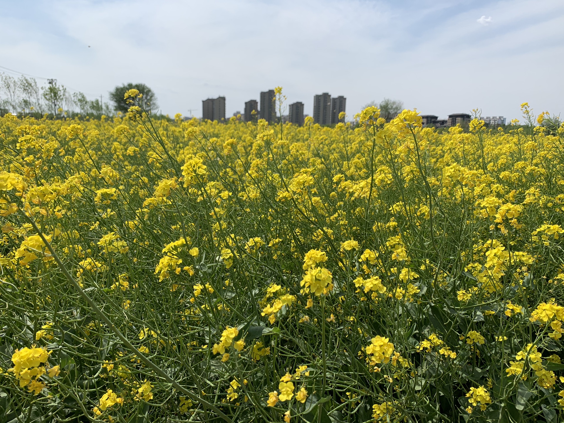 牛牛〕2020-4-25北京大兴瀛海姜场油菜花亲子半日游