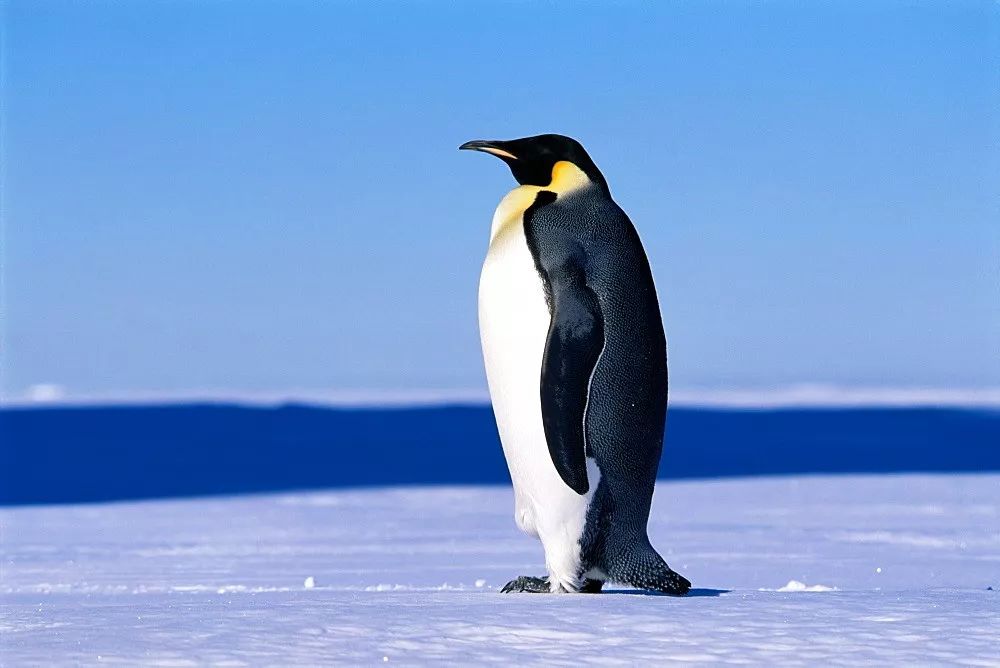 天再冷  也要做一只暖心鹅  帝企鹅也叫皇帝企鹅  是体型最大的一种