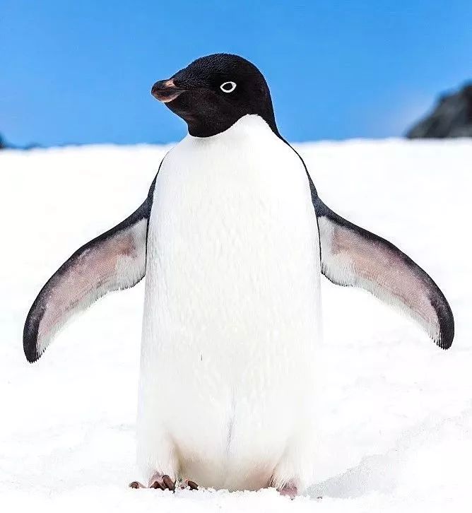 奥斯卡最佳纪录长片帝企鹅日记来自南极的召唤