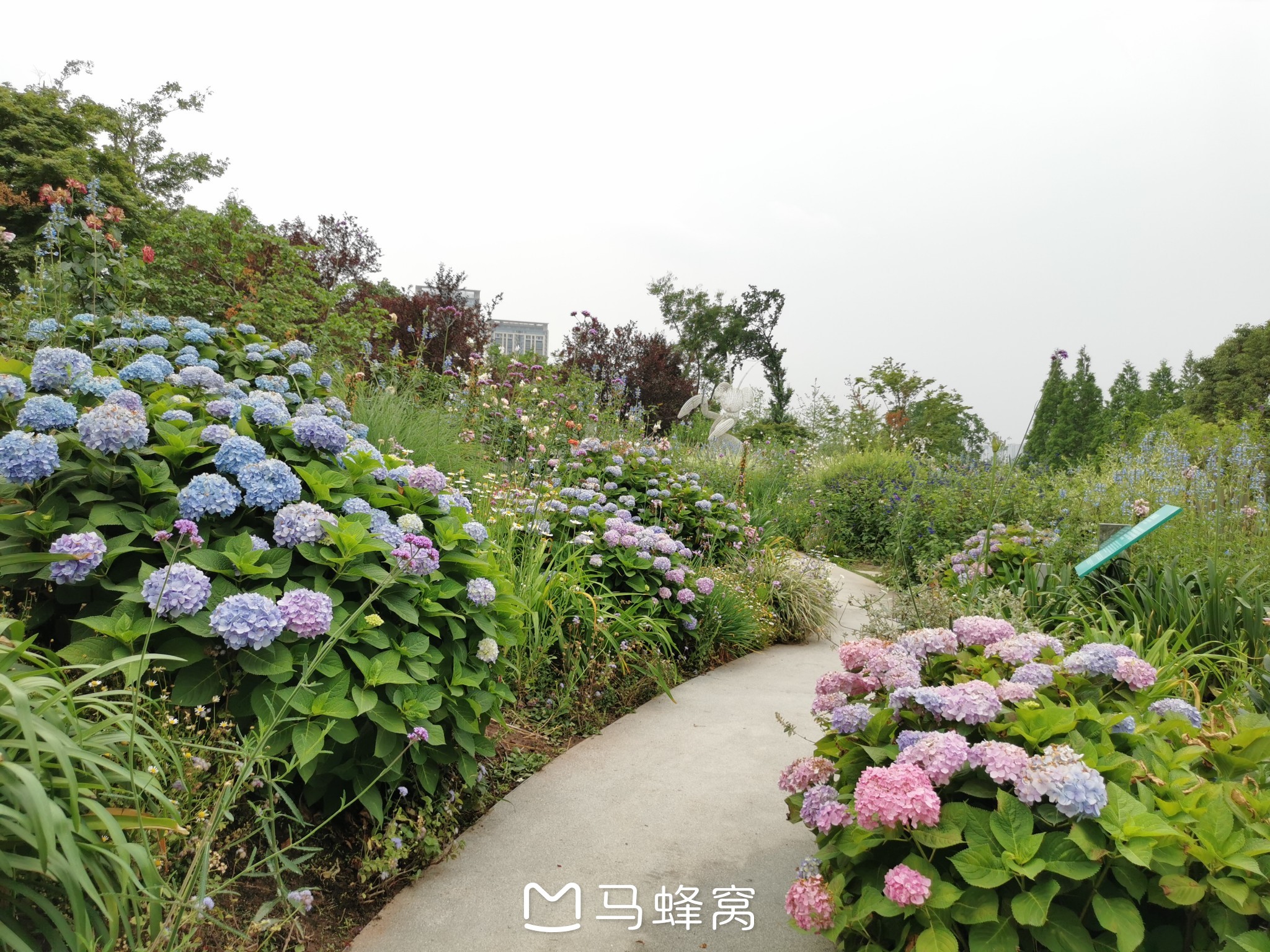 初夏成都绣球花拍摄不完全指南|清新浪漫,不出城,每个都免费