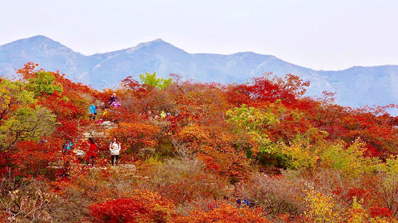 京郊七彩红叶游侠客北京坡峰岭休闲一日游可选大巴小车团媲美北京香山