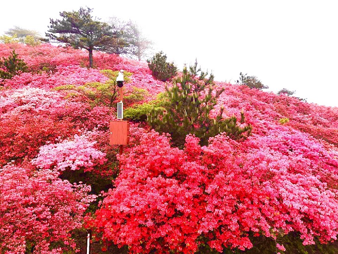 麻城龟峰山风景区门票 景交车 麻城龟峰山 麻城杜鹃花