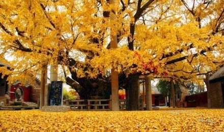 日照浮来山景区电子门票(需提前2个小时预订)