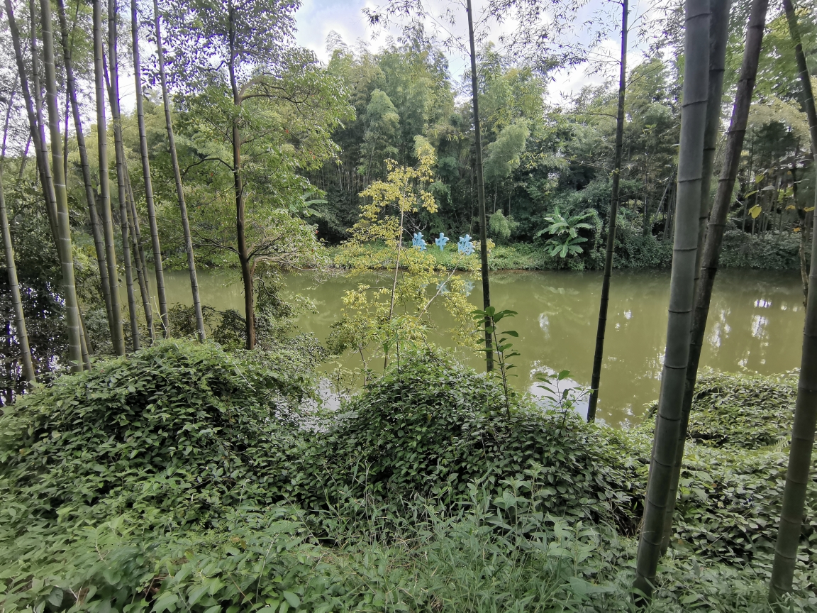 川南自驾游～宜宾市蜀南竹海景区.