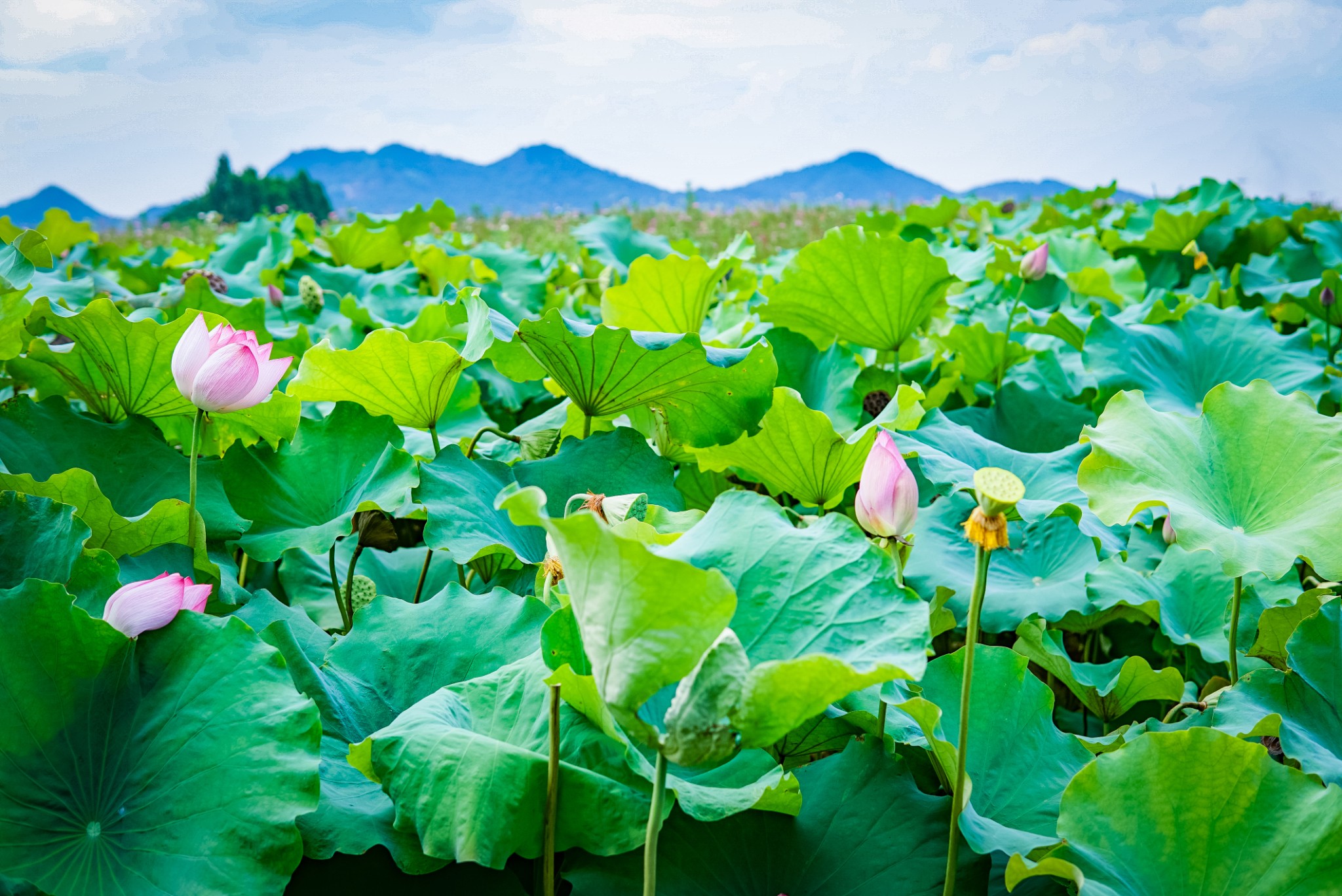 荷叶田田,三峦相连.