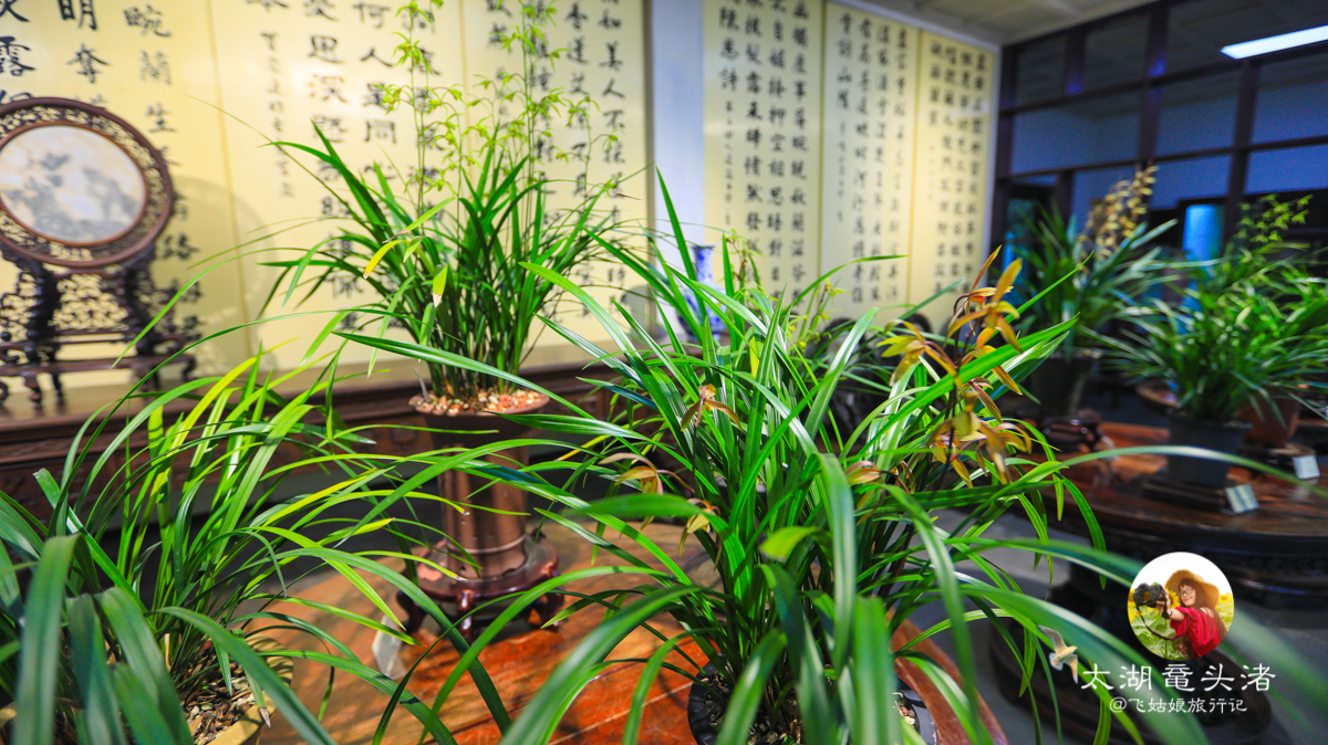 冬游太湖鼋头渚西伯利亚的红嘴鸥们来开年会了