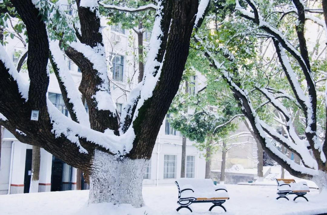 全世界都在等这里下雪,雪后的江南,能有多惊艳?