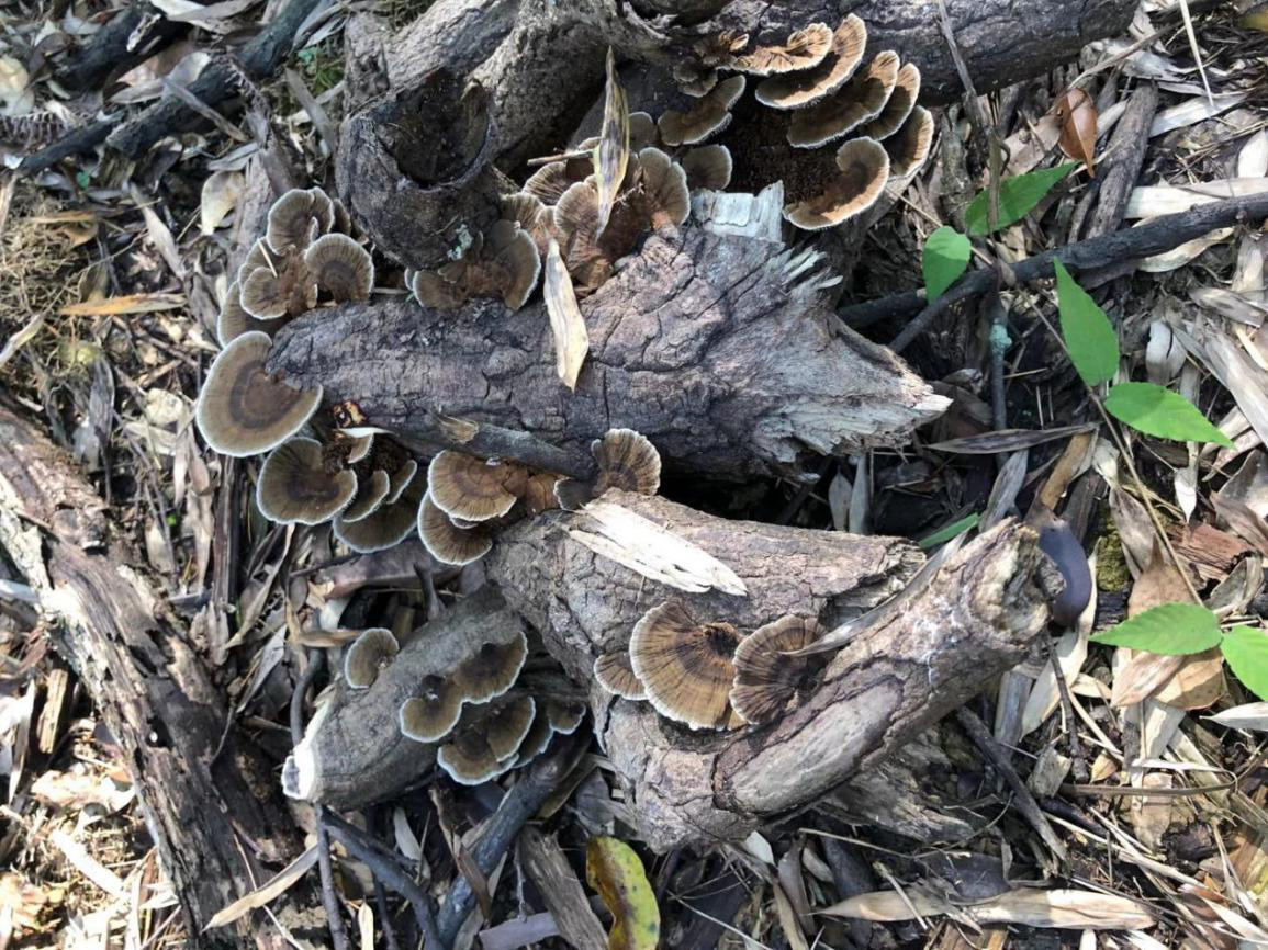 探索开化，甜蜜之旅