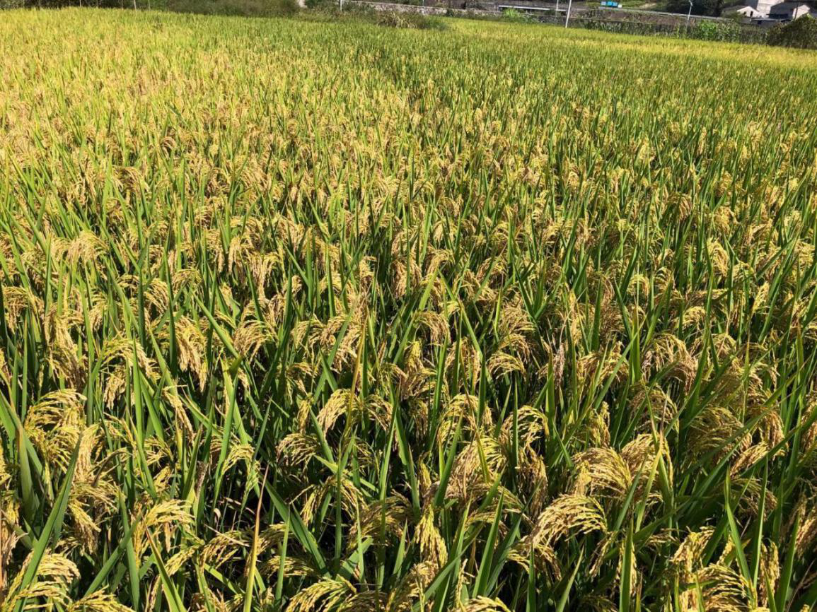 探索开化，甜蜜之旅