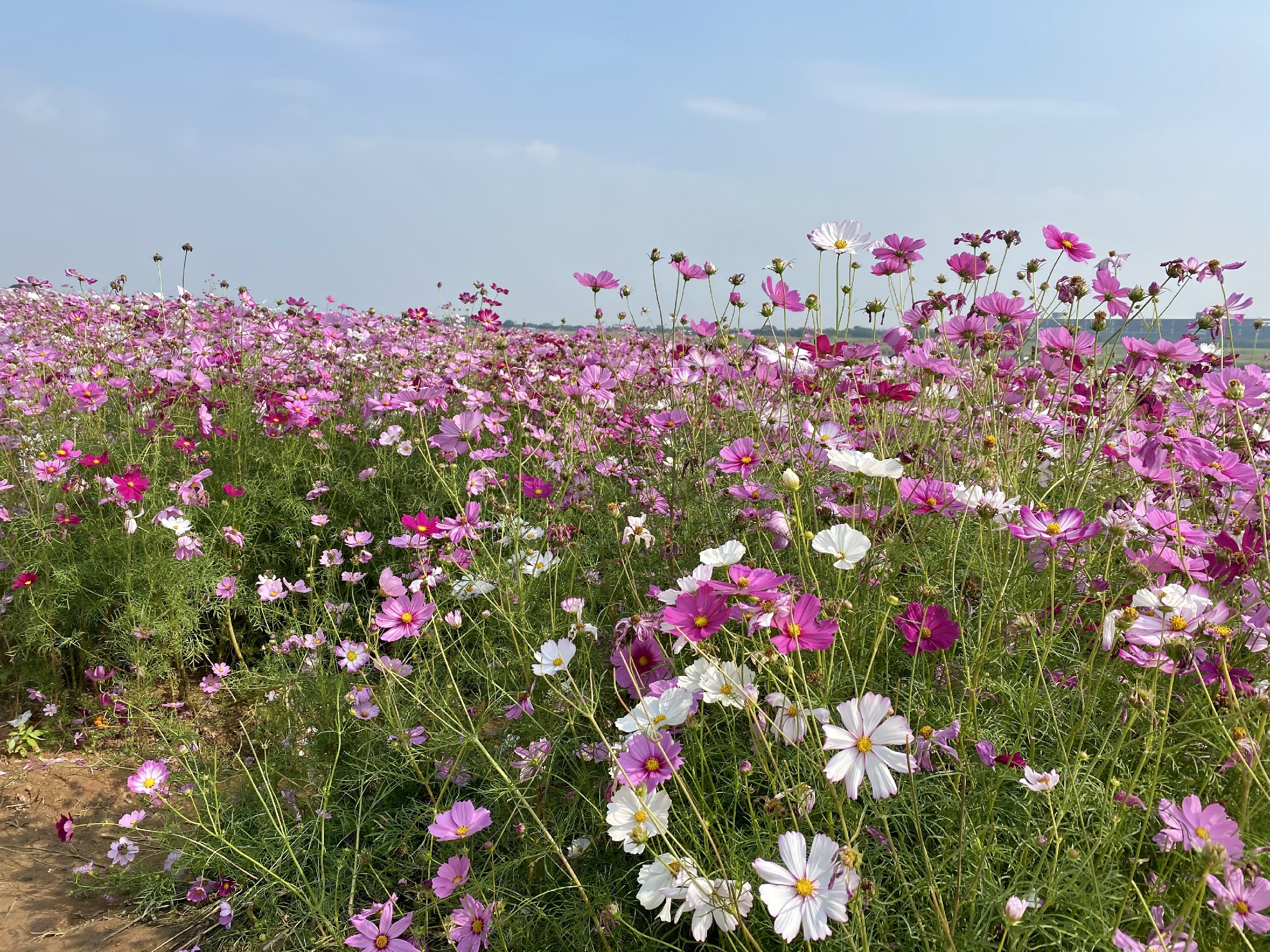 三水花海生态公园攻略,花海生态公园门票_地址,花海