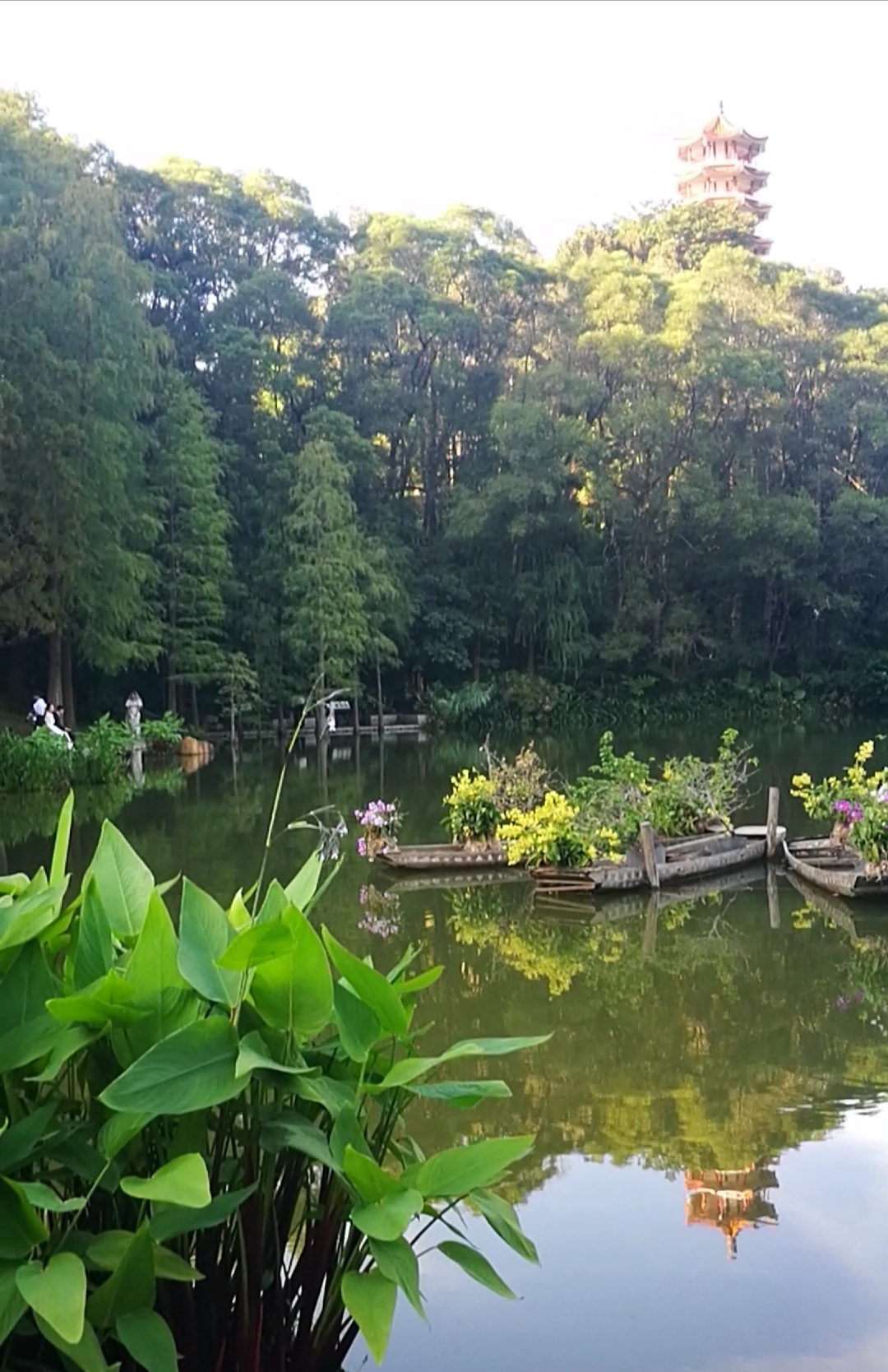 深圳仙湖植物园(桫椤湖),桫椤湖是天上人间景区的一部分,湖畔兰花盛开