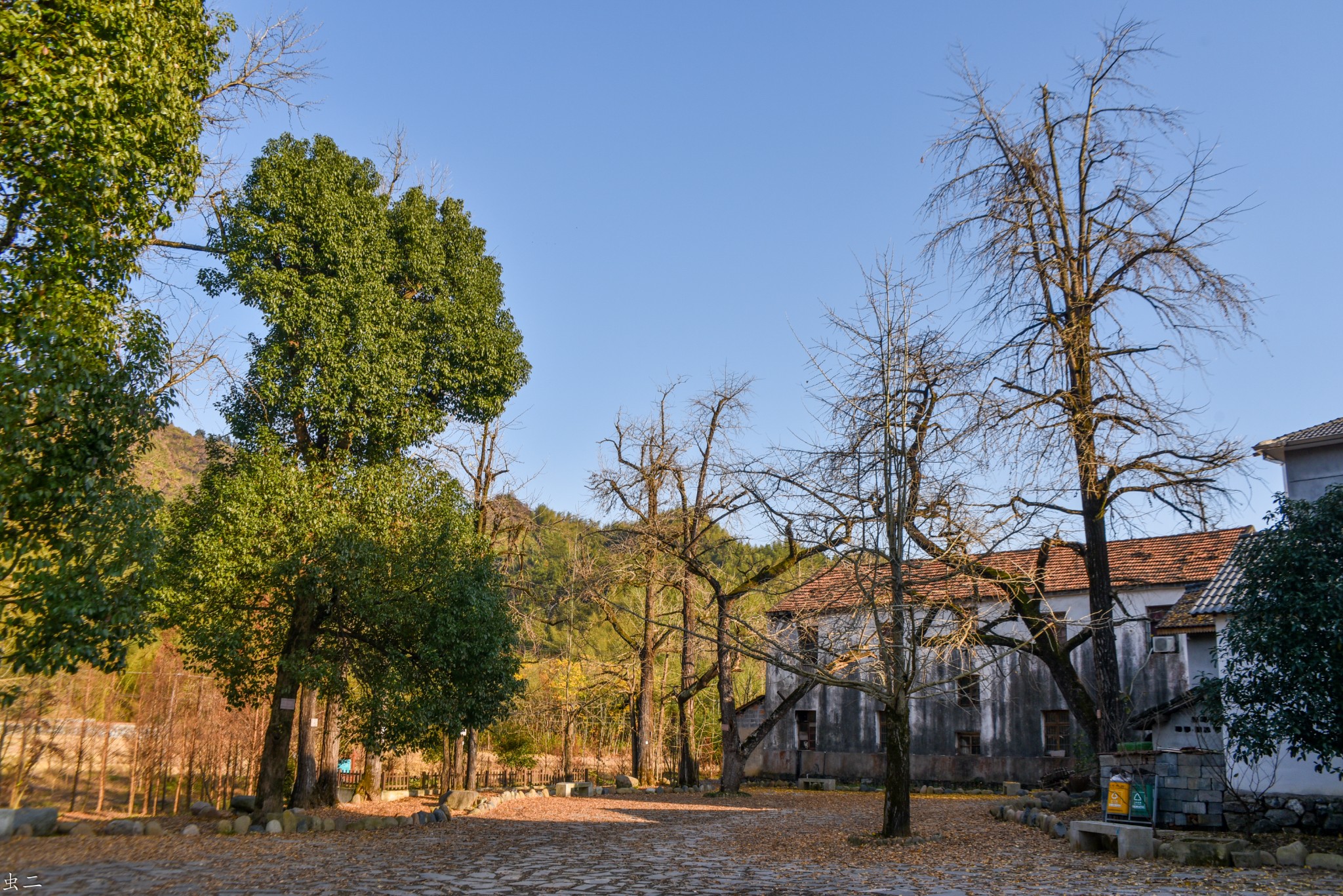 杭州杨家村1200年古银杏古银杏群古树寻踪千年柳杉