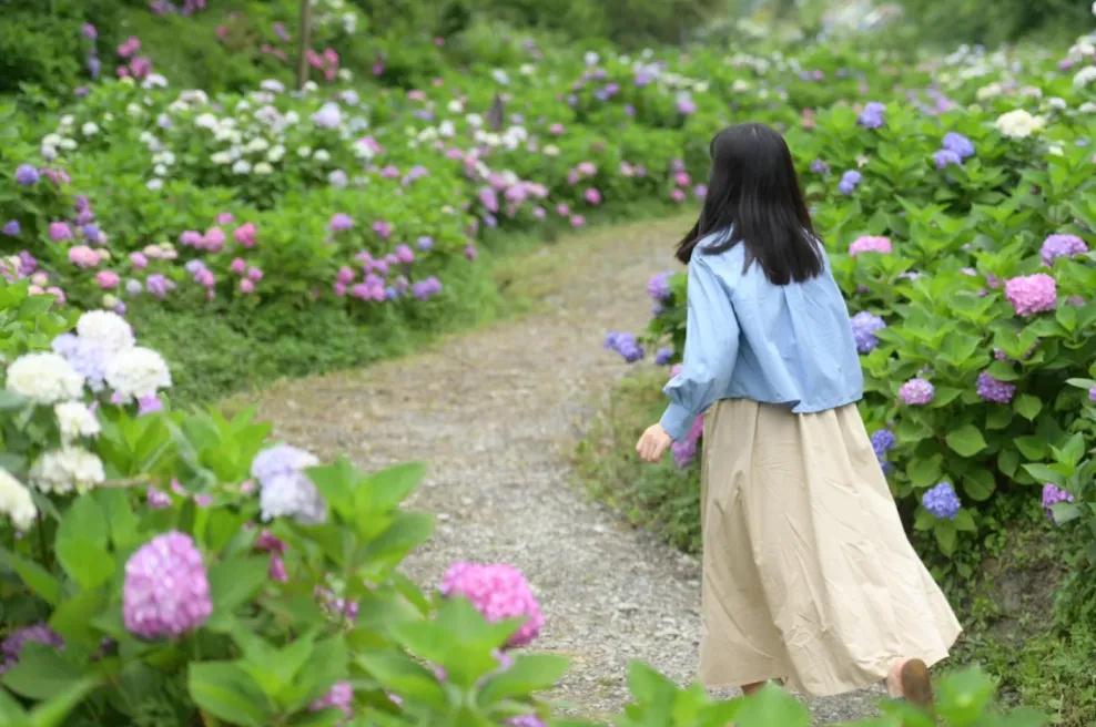 鹿野花塔绣球花一日游通济镇耍水成都往返户外纯玩