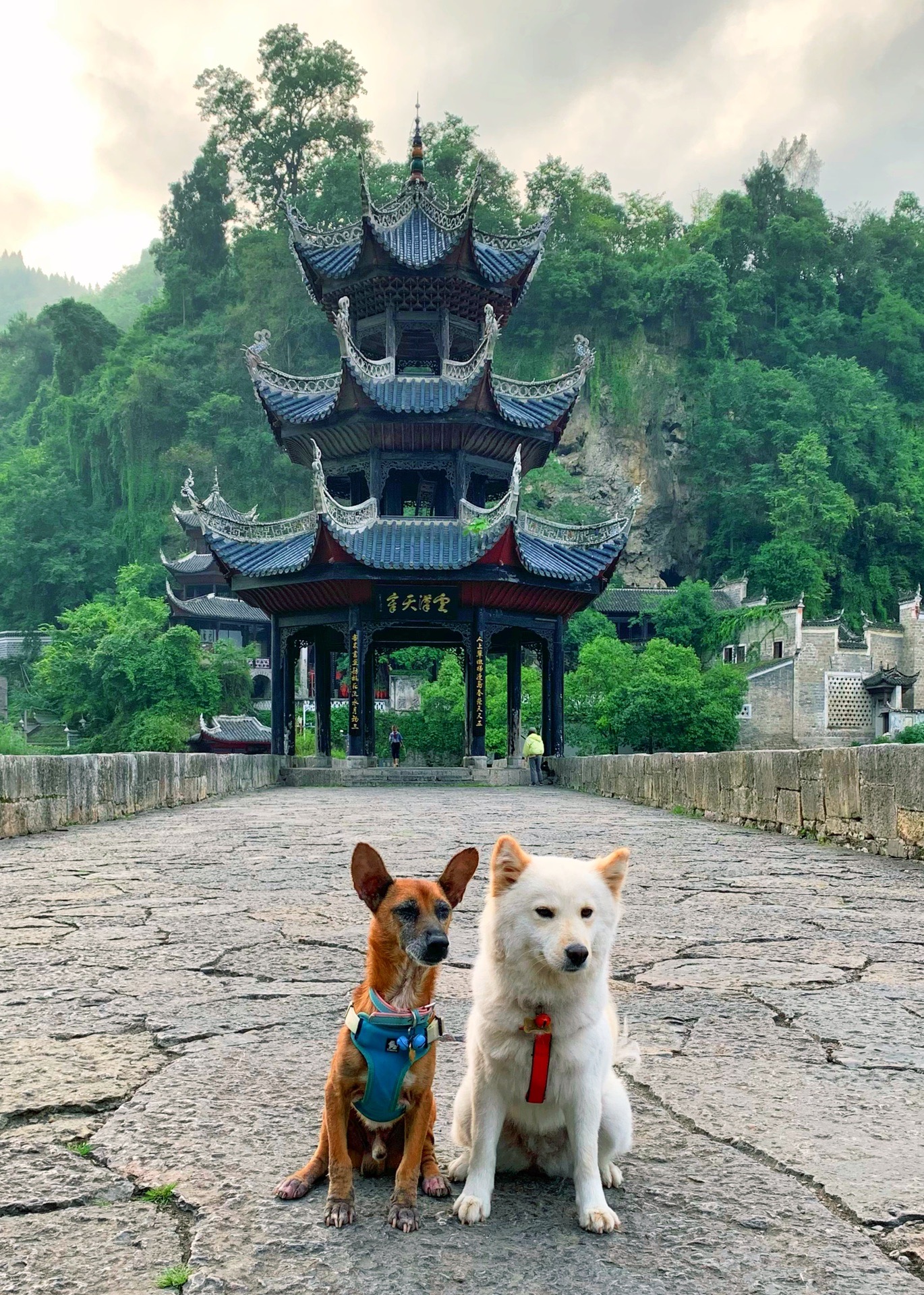 带上狗狗踏着夏天的尾巴追逐秋天的风2021年贵州小众自驾游