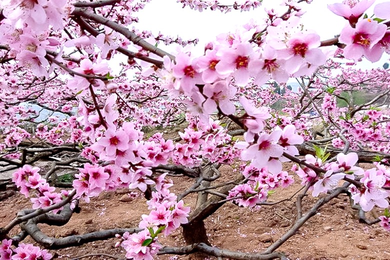 b线 平谷桃花节 金海湖 一日游 春风十里看桃花-人间美丽四月天