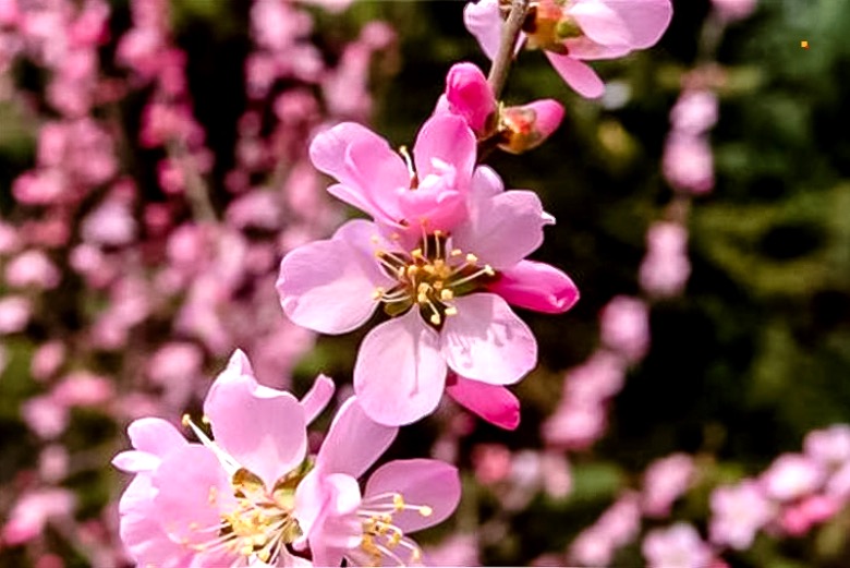 b线 平谷桃花节 金海湖 一日游 春风十里看桃花-人间美丽四月天
