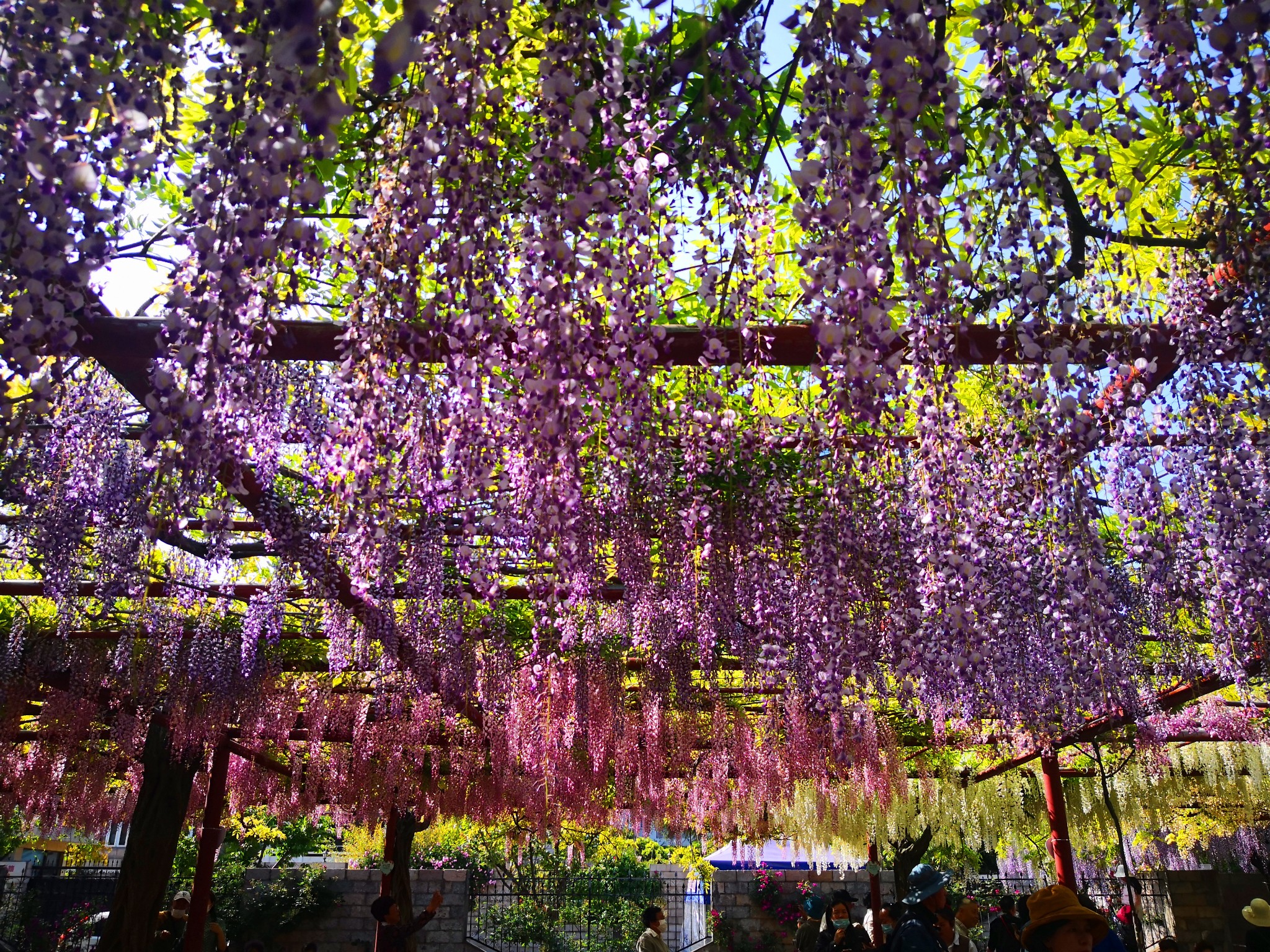 上海周边游--嘉定紫藤园