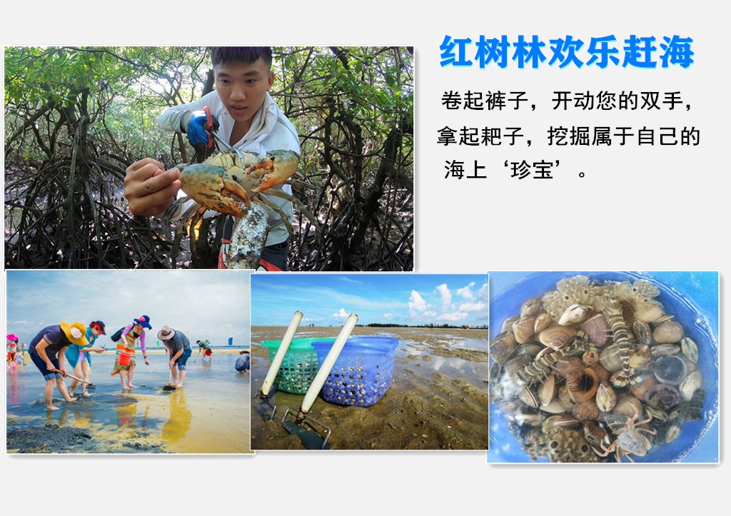 北海红树林赶海抓蟹帆船出海一日游可选帆船出海体验浮潜捡贝壳捡海螺