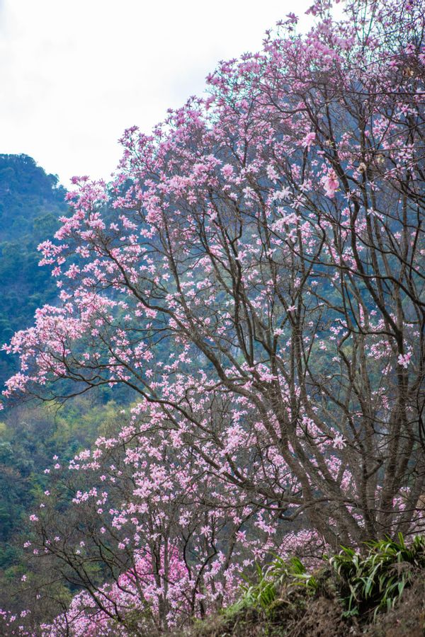 辛夷花海浪漫来袭!九皇山花溪景邀您踏春赏花泡温泉